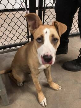PORTHOS -  Mixed Breed Dog for Adoption in Dallas, Texas - PORTHOS | PetCurious