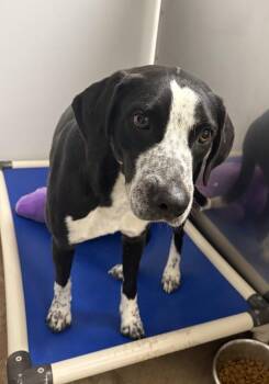 Hound Dogs Available for Adoption - Summer | PetCurious