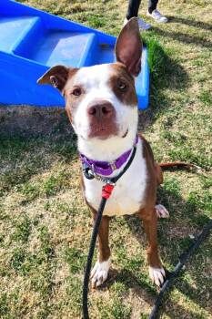 Pit Bull Terrier Dogs Available for Adoption in Pocatello, Idaho - Dolly 45898 | PetCurious