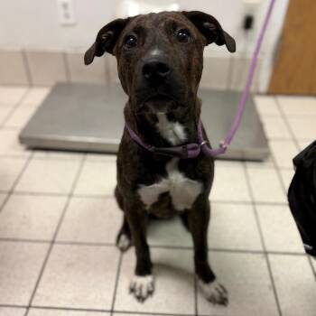 Nori -  Mixed Breed Dog for Adoption in Charleston, West Virginia - Nori | PetCurious
