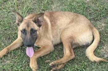 LuAnne -  Shepherd and Mixed Breed Dog for Adoption in Zimmerman, Minnesota - LuAnne | PetCurious