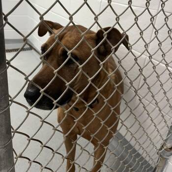 Daphne -  Mixed Breed Dog for Adoption in Spruce Pine, North Carolina - Daphne | PetCurious