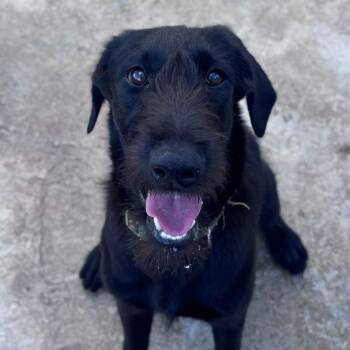 Tia -  Giant Schnauzer Dog for Adoption in Loíza, Loíza - Tia | PetCurious