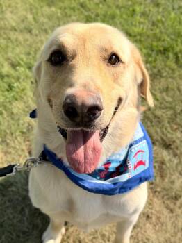 Clifford -  Mixed Breed Dog for Adoption in Menomonie, Wisconsin - Clifford | PetCurious