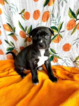 Pit Bull Terrier and Mixed Breed Dogs Available for Adoption in Warr Acres, Oklahoma - Poppy | PetCurious