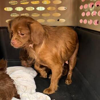 Egg McMuffin -  Mixed Breed Dog for Adoption in West Chester, Pennsylvania - Egg McMuffin | PetCurious