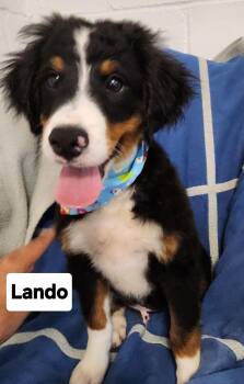 Lando( mini bernedoodle -  Bernadoodle Dog for Adoption in Smithfield, Pennsylvania - Lando( Mini Bernedoodle | PetCurious