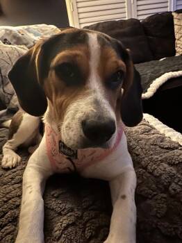 Rescue Beagle Dogs for Adoption in Waldorf, Maryland - Jenny Onslow | PetCurious