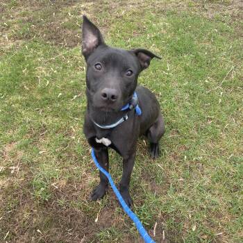 Pit Bull Terrier Dogs Available for Adoption - Simon | PetCurious