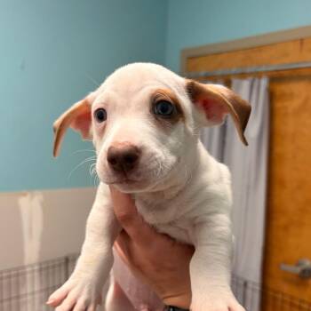 Hector -  Mixed Breed Dog for Adoption in Columbus, Georgia - Hector | PetCurious