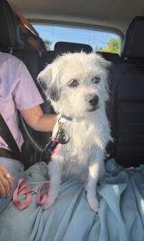 Border Terrier Dogs Available for Adoption in Milford, Ohio - Mimi | PetCurious