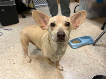 Randall -  Chihuahua and Corgi Dog for Adoption in Broken Arrow, Oklahoma - Randall | PetCurious