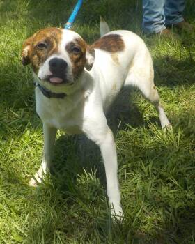260928  Sheldon -  Terrier Dog for Adoption in Wetumpka, Alabama - 260928  Sheldon | PetCurious