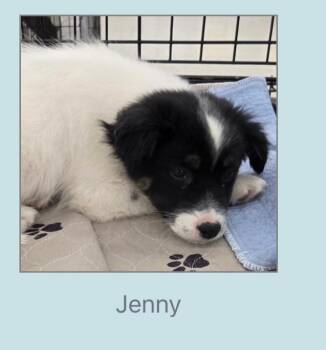 Border Collie and Cattle Dog Dogs Available for Adoption - Jenny | PetCurious