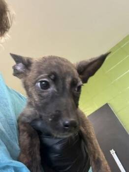 Survival Games -  Mixed Breed Dog for Adoption in Wichita, Kansas - Survival Games | PetCurious