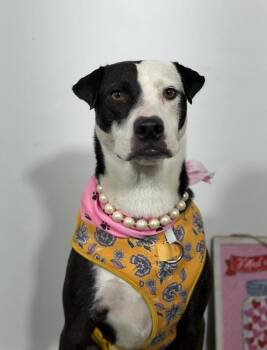 Carolina-One of our Amazing Rescue Dogs -  Boxer and Mountain Cur Dog for Adoption in Carlsbad, California - Carolina-One Of Our Amazing Rescue Dogs | PetCurious