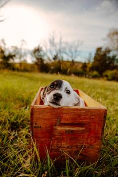 Jack Russell Terrier and Dachshund Dogs Available for Adoption in Dowelltown, Tennessee - Beans | PetCurious