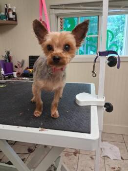 Carter -  Yorkshire Terrier Dog for Adoption in Valparaiso, Indiana - Carter | PetCurious