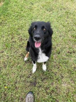 Paisley -  Border Collie Dog for Adoption in Wetaskiwin, Alberta - Paisley | PetCurious