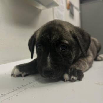 Funkytown -  Mixed Breed Dog for Adoption in Charleston, West Virginia - Funkytown | PetCurious