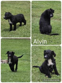 Alvin -  Labradoodle Dog for Adoption in Enterprise, Alabama - Alvin | PetCurious