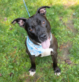 Rescue American Staffordshire Terrier Dogs for Adoption in Raleigh, North Carolina - Clifton Trace | PetCurious