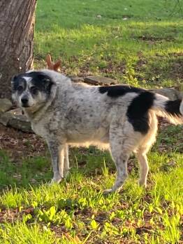 Border Collie and Great Pyrenees Dogs Available for Adoption - Captain | PetCurious