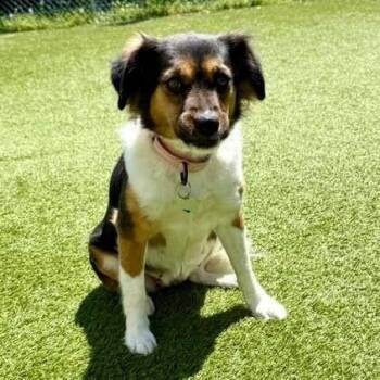 Sunny -  Border Collie and Beagle Dog for Adoption in Houston, Texas - Sunny | PetCurious