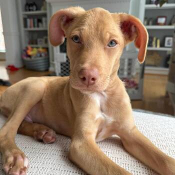 Retriever Dogs Available for Adoption - Kona | PetCurious