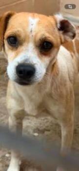 Conklin -  Terrier Dog for Adoption in Tulsa, Oklahoma - Conklin | PetCurious