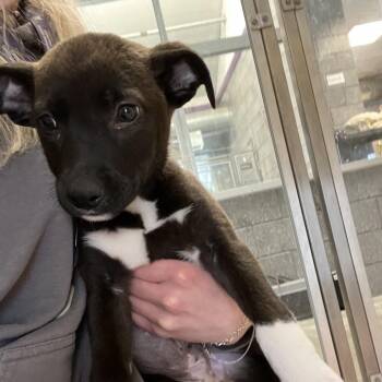 Labrador Retriever and Shepherd Dogs Available for Adoption - Zoe | PetCurious