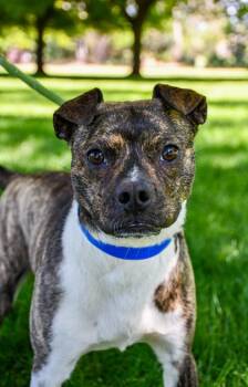 Rod -  Boston Terrier and Parson Russell Terrier Dog for Adoption in Yakima, Washington - Rod | PetCurious