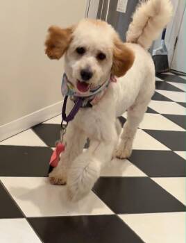 Bella (Foster or adopter needed) -  Cavalier King Charles Spaniel and Poodle Dog for Adoption in Westwood, New Jersey - Bella (Foster Or Adopter Needed) | PetCurious