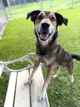 German Shepherd Dog and Mixed Breed Dogs Available for Adoption in Daytona Beach, Florida - Bruce - 1 | PetCurious