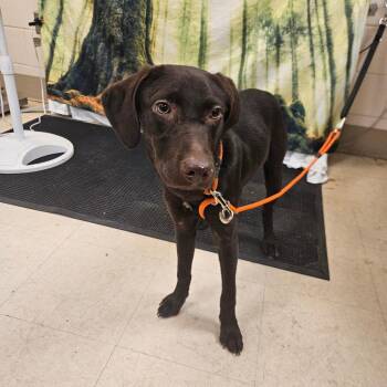 SCFL-Stray-67029 -  Mixed Breed Dog for Adoption in Lake Panasoffkee, Florida - SCFL-Stray-67029 | PetCurious