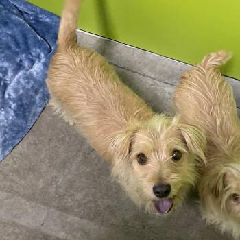 Mocha -  Terrier and Chihuahua Dog for Adoption in Spokane, Washington - Mocha | PetCurious
