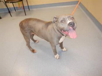 Rescue Pit Bull Terrier Dogs for Adoption in San Jose, California - SUMMER | PetCurious