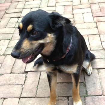Mia -  Hound and Mixed Breed Dog for Adoption in Falls Church, Virginia - Mia | PetCurious