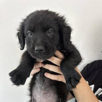 Ewok puppy 4 -  Golden Retriever and Border Collie Dog for Adoption in San Juan, San Juan - Ewok Puppy 4 | PetCurious