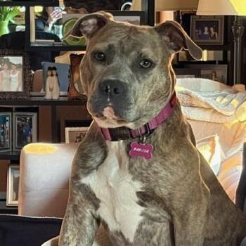 Pit Bull Terrier Dogs Available for Adoption - Papaya | PetCurious