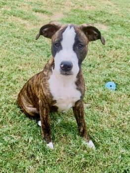 Lily Rose -  Mixed Breed and American Staffordshire Terrier Dog for Adoption in Tunica, Mississippi - Lily Rose | PetCurious
