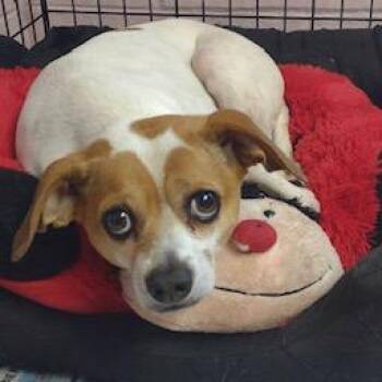 Mikey -  Chihuahua and Terrier Dog Available for Adoption in Newport, North Carolina - Mikey | PetCurious