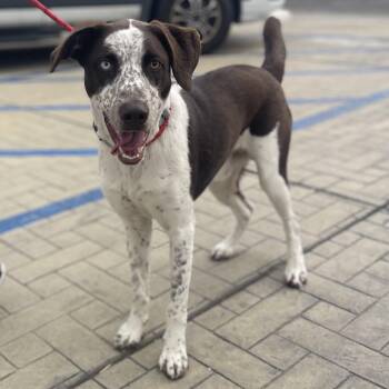 Pointer Dogs Available for Adoption - Austin | PetCurious