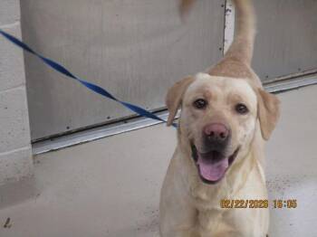 Labrador Retriever Dogs Available for Adoption - (83) | PetCurious