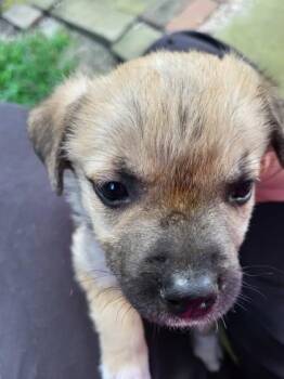 Susie -  Mixed Breed Dog for Adoption in Morristown, New Jersey - Susie | PetCurious
