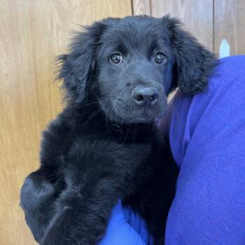 Mixed Breed Dogs Available for Adoption - Scootaloo | PetCurious