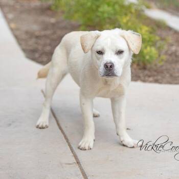 Marley -  Pug and Mixed Breed Dog for Adoption in Portland, Oregon - Marley | PetCurious