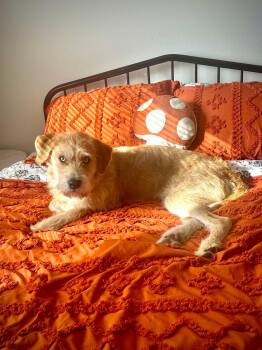 Poodle and Husky Dogs Available for Adoption - Hickory  | PetCurious