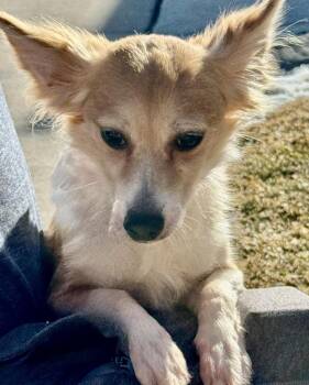 Cardigan Welsh Corgi and Chihuahua Dogs Available for Adoption - Wiggle | PetCurious