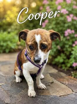 Cooper -  Jack Russell Terrier Dog for Adoption in Lucas, Texas - Cooper | PetCurious